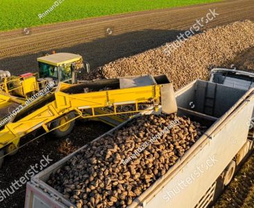 stock-photo-above-view-on-agricultural-machine-beet-loader-as-transferring-freshly-harvested-mature-sugar-2497384375