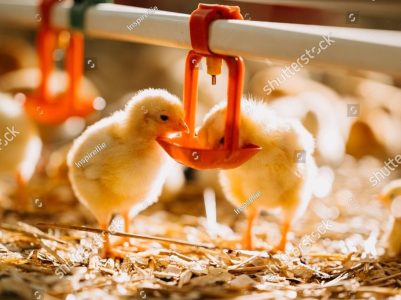 stock-photo-it-was-a-charming-day-spent-at-a-chick-nursery-filled-with-tender-interactions-and-joy-2596949645