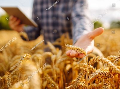 stock-photo-smart-farm-and-digital-agriculture-inspect-a-grain-field-farmer-working-with-tablet-2533080355